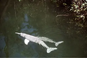 Boto: Amazon / Boto / Pink River DOLPHIN