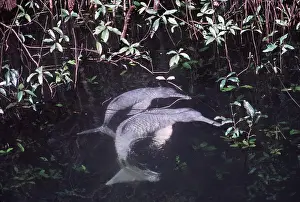 Boto: Amazon / Boto / Pink River DOLPHIN - two