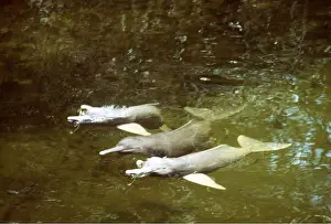 Boto: Amazon / Boto / Pink River DOLPHIN - three