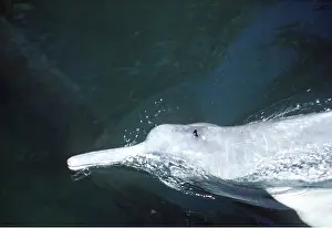 Boto: Amazon / Boto / Pink River DOLPHIN