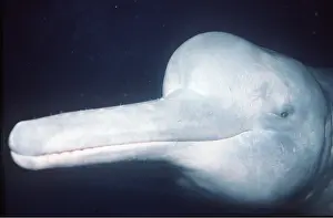 Boto: Amazon / Boto / Pink River DOLPHIN - Close up head