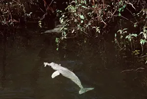 Andrea Florence: Amazon / Boto / Pink River DOLPHIN - dolphin feeding