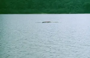 Boto: Amazon / Boto / Pink River DOLPHIN - fin damaged