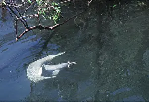 Andrea Florence: Amazon / Boto / Pink River DOLPHIN - two fishing
