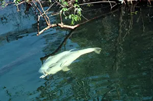 Interacting: Amazon / Boto / Pink River Dolphin - pair interacting