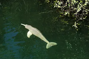 Andrea Florence: Amazon / Boto / Pink River Dolphin - swimming at surface