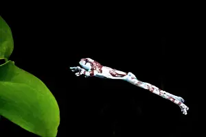 Anuran: Amazon Cave/Milk Frog, Phrynohyas (Trachycephalus)