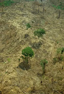 Para: Amazon Deforestation