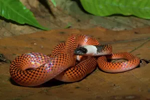 Anomalus: Amazon Egg-eater Snake (Drepanoides anomalus)