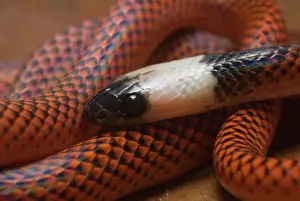 Anomalus: Amazon Egg-eater Snake (Drepanoides anomalus)