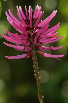 Pete: Amazon Flower, Napo River bordering Yasuni
