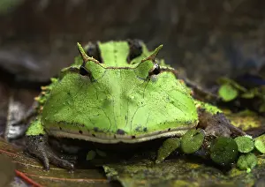 Cornuta: Amazon Horned Frog