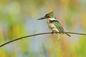 Amazonia: Amazon Kingfisher