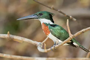 Amazonia: Amazon Kingfisher