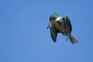 Amazonia: Amazon Kingfisher