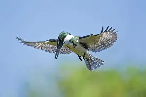Amazonia: Amazon Kingfisher