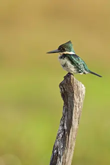 Amazonia: Amazon Kingfisher