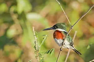 Amazonia: Amazon Kingfisher