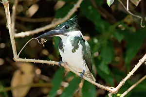 Amazonia: Amazon Kingfisher