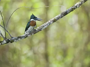 Amazona: Amazon kingfisher