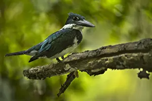 Amazona: Amazon Kingfisher (Chloroceryle amazona) female