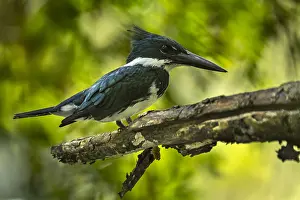 Amazona: Amazon Kingfisher (Chloroceryle amazona) female