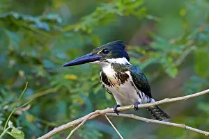 Chloroceryle: Amazon Kingfisher perched on branch Pantanal area