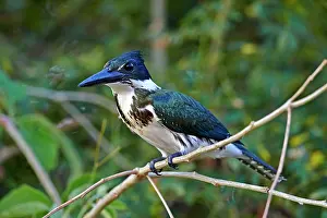 Amazona: Amazon Kingfisher perched on branch Pantanal area