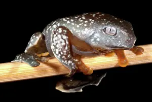 Cruziohyla: Amazon Leaf Frog