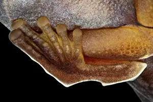 Discs: Amazon Leaf Frog