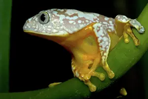 Cruziohyla: Amazon Leaf Frog