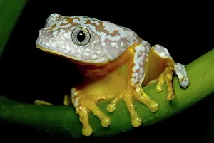 Cruziohyla: Amazon Leaf Frog