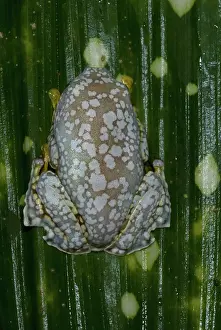 Cruziohyla: Amazon Leaf Frog