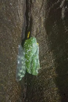 Cruziohyla: Amazon Leaf Frog (Cruziohyla craspedopus)