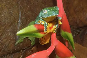 Rostrata: Amazon Leaf Frog (Cruziohyla craspedopus)