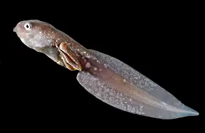 Cruziohyla: Amazon Leaf Frog Tadpole
