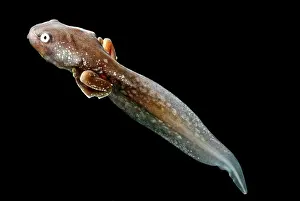 Cruziohyla: Amazon Leaf Frog Tadpole
