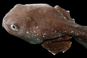 Cruziohyla: Amazon Leaf Frog Tadpole