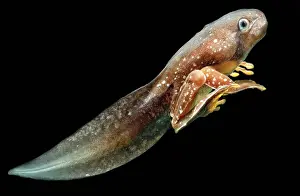 Cruziohyla: Amazon Leaf Frog Tadpole