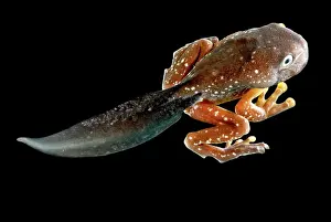 Cruziohyla: Amazon Leaf Frog Tadpole