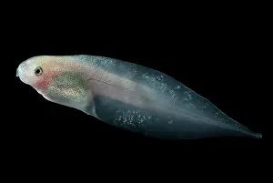 Cruziohyla: Amazon Leaf Frog Tadpole