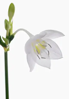 Unhappy: Amazon lily