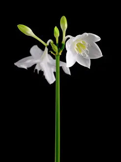 Grandiflora: Amazon lily