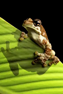 Resinifictrix: Amazon Milk Frog