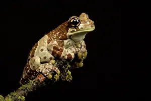 Resinifictrix: Amazon Milk Frog