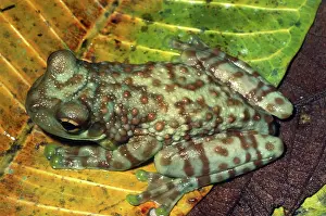 Mission: Amazon Milk Frog