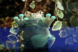 Resinifictrix: Amazon Milk Frog