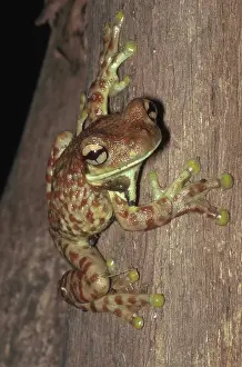 Pads: Amazon Milk Frog