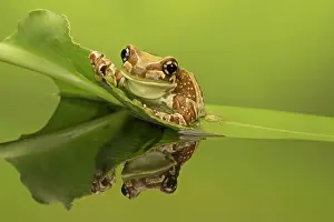 Resinifictrix: Amazon Milk Frog on leaf in pool