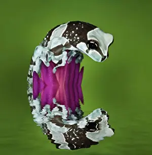 Milk: Amazon Milk Frog and reflection (Trachycephalus